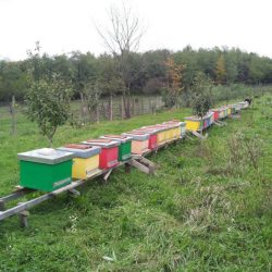 vand-stupi-cu-familii-de-albine-si-multe-alte-accesorii-apicole_1